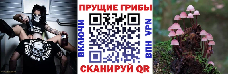 блэк спрут как зайти  Оса  Галлюциногенные грибы MAGIC MUSHROOMS 